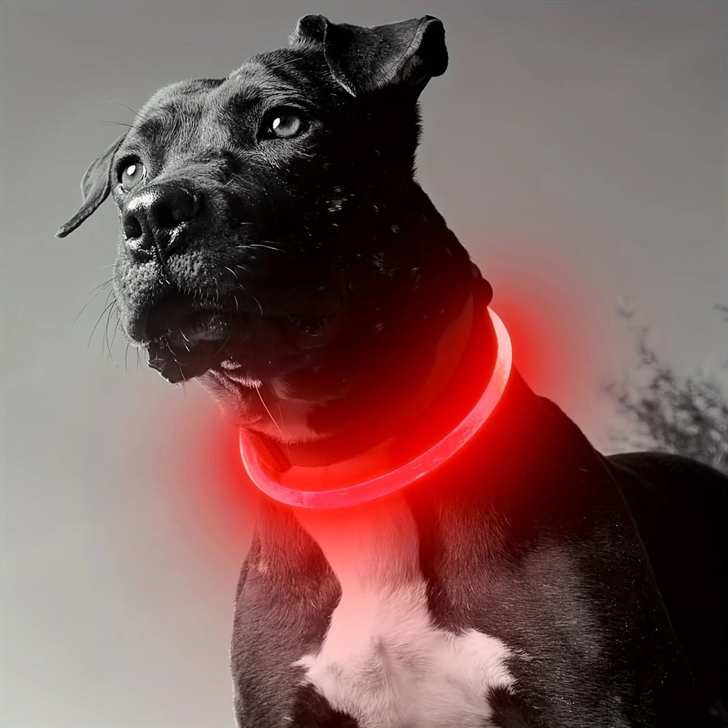 Pet Dog LED Light Collar USB Rechargeable Anti Lost