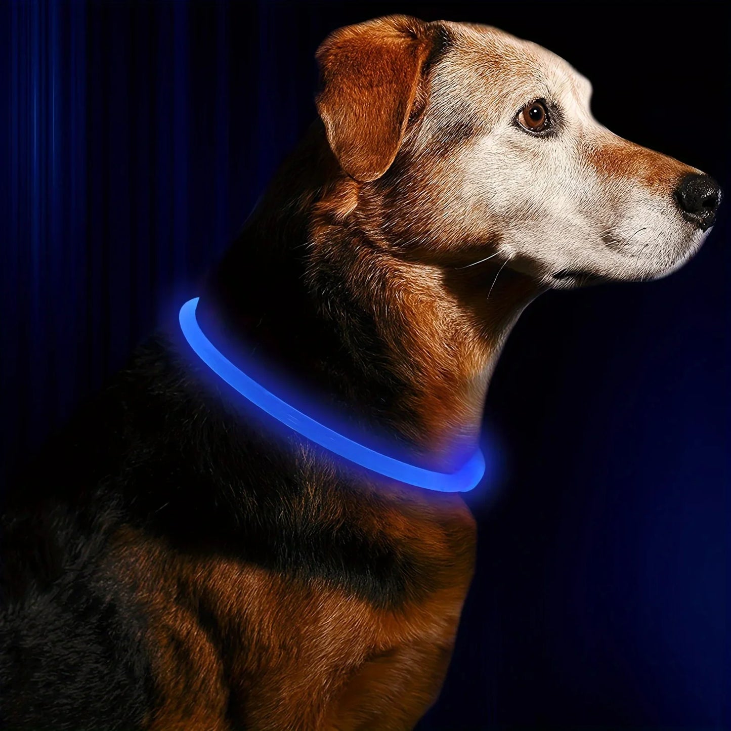 Pet Dog LED Light Collar USB Rechargeable Anti Lost