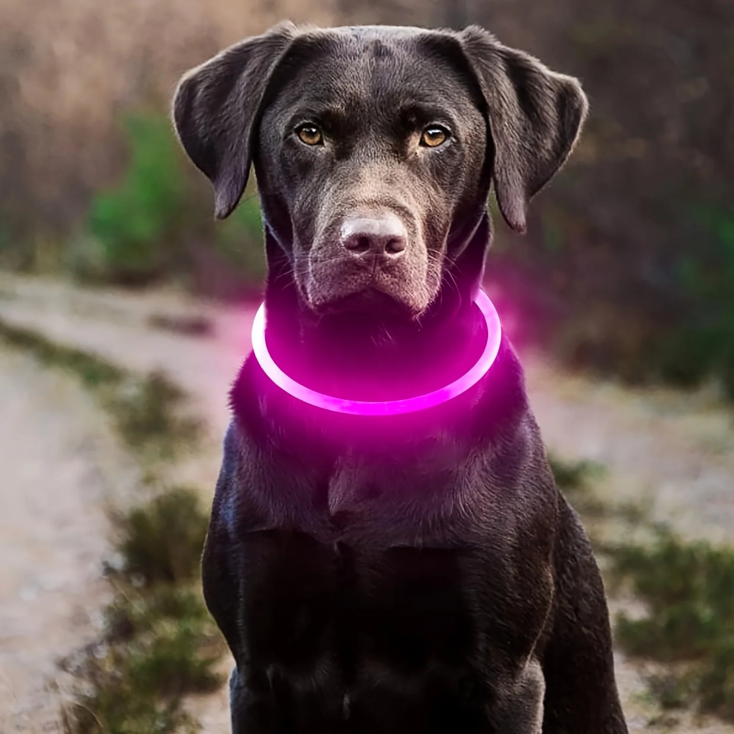 Pet Dog LED Light Collar USB Rechargeable Anti Lost